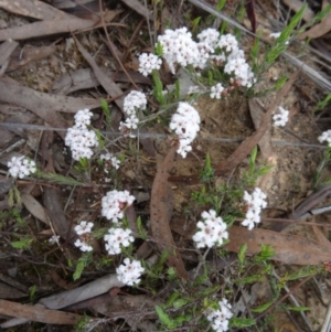 Leucopogon virgatus at Canberra Central, ACT - 24 Sep 2014 12:01 PM