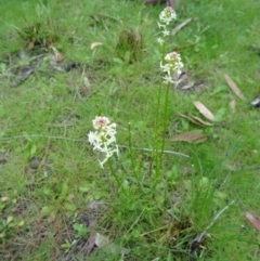 Stackhousia monogyna (Creamy Candles) at Canberra Central, ACT - 24 Sep 2014 by galah681