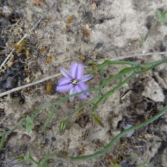 Thysanotus patersonii (Twining Fringe Lily) at Point 5204 - 24 Sep 2014 by galah681