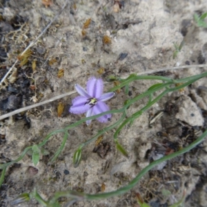 Thysanotus patersonii at Point 5204 - 24 Sep 2014