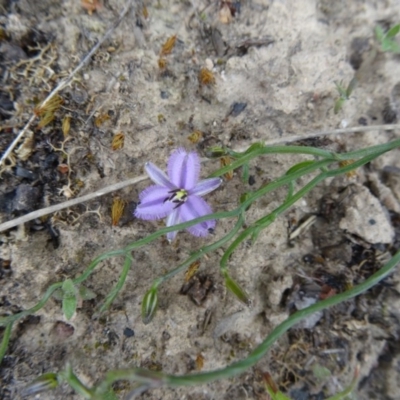 Thysanotus patersonii (Twining Fringe Lily) at Black Mountain - 24 Sep 2014 by galah681