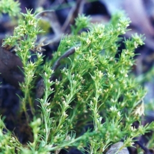 Scleranthus biflorus at Theodore, ACT - 4 Jan 2001