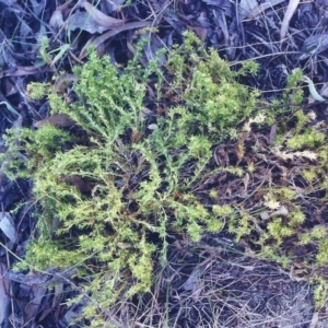 Scleranthus biflorus at Theodore, ACT - 4 Jan 2001