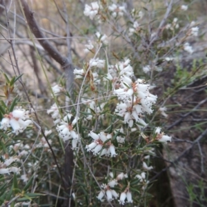 Lissanthe strigosa subsp. subulata at Bonython, ACT - 21 Sep 2014