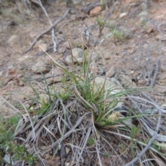 Carex breviculmis (Short-Stem Sedge) at Bonython, ACT - 21 Sep 2014 by michaelb