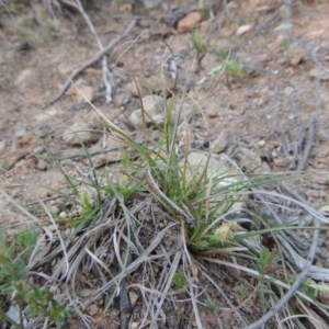 Carex breviculmis at Bonython, ACT - 21 Sep 2014