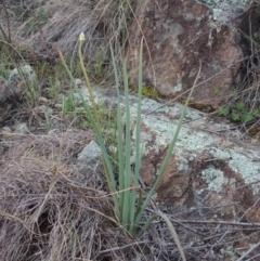 Bulbine glauca (Rock Lily) at Bonython, ACT - 21 Sep 2014 by MichaelBedingfield