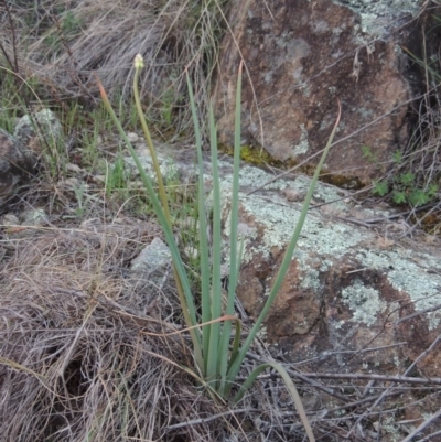 Bulbine glauca (Rock Lily) at Bonython, ACT - 21 Sep 2014 by MichaelBedingfield