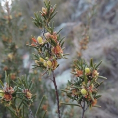 Bertya rosmarinifolia (Rosemary Bertya) at Pine Island to Point Hut - 21 Sep 2014 by MichaelBedingfield