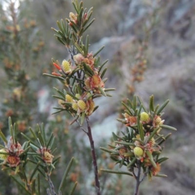 Bertya rosmarinifolia (Rosemary Bertya) at Bonython, ACT - 21 Sep 2014 by michaelb