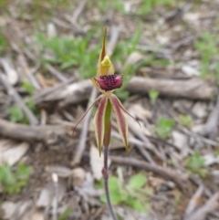 Caladenia actensis (Canberra Spider Orchid) at Kenny, ACT by EmmaCook