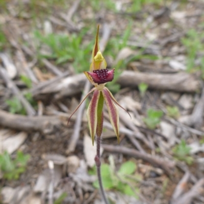 Caladenia actensis (Canberra Spider Orchid) at Kenny, ACT - 24 Sep 2014 by EmmaCook
