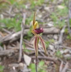 Caladenia actensis at suppressed - 24 Sep 2014