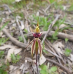 Caladenia actensis at suppressed - 24 Sep 2014