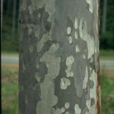 Corymbia maculata (Spotted Gum) at National Arboretum Forests - 14 Jan 2016 by michaelb