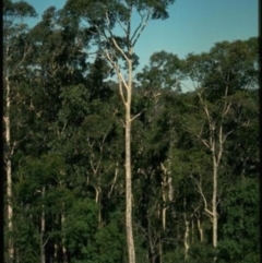 Corymbia maculata at National Arboretum Forests - 15 Jan 2016