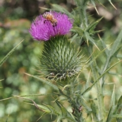 Cirsium vulgare (Spear Thistle) at Cotter River, ACT - 8 Jan 2016 by KenT