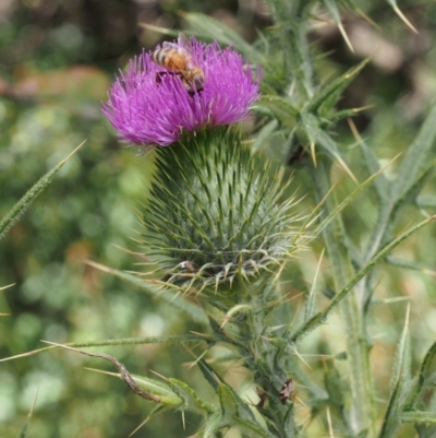 Cirsium vulgare (Spear Thistle) at Cotter River, ACT - 8 Jan 2016 by KenT