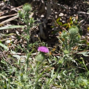 Cirsium vulgare at Cotter River, ACT - 8 Jan 2016