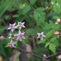 Rubus parvifolius (Native Raspberry) at Cotter River, ACT - 8 Jan 2016 by KenT