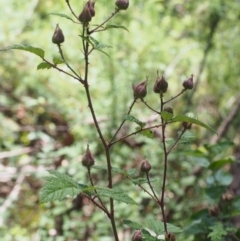 Rubus parvifolius at Cotter River, ACT - 8 Jan 2016 11:13 AM