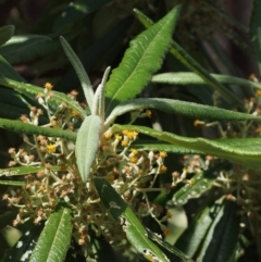 Bedfordia arborescens (Blanket Bush) at Cotter River, ACT - 10 Dec 2015 by KenT