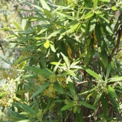 Bedfordia arborescens at Cotter River, ACT - 10 Dec 2015