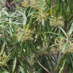 Bedfordia arborescens at Cotter River, ACT - 10 Dec 2015