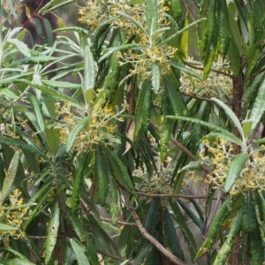 Bedfordia arborescens at Cotter River, ACT - 10 Dec 2015