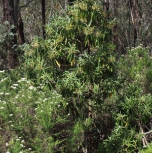 Bedfordia arborescens at Cotter River, ACT - 10 Dec 2015