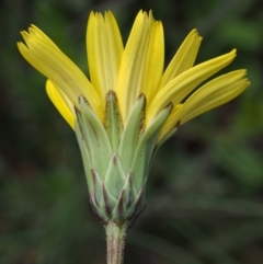 Microseris lanceolata at Cotter River, ACT - 8 Jan 2016