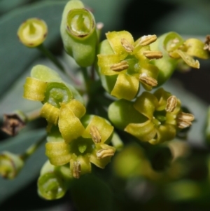 Polyscias sambucifolia subsp. Short leaflets (V.Stajsic 196) Vic. Herbarium at Cotter River, ACT - 8 Jan 2016