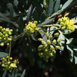 Polyscias sambucifolia subsp. Short leaflets (V.Stajsic 196) Vic. Herbarium at Cotter River, ACT - 8 Jan 2016