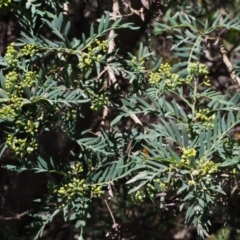 Polyscias sambucifolia subsp. Short leaflets (V.Stajsic 196) Vic. Herbarium at Cotter River, ACT - 8 Jan 2016