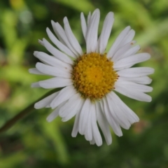 Brachyscome aculeata (Hill Daisy) at Cotter River, ACT - 8 Jan 2016 by KenT