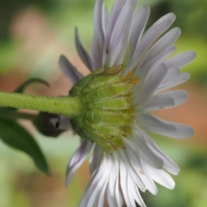 Brachyscome aculeata at Cotter River, ACT - 8 Jan 2016