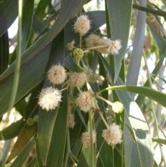 Acacia implexa (Hickory Wattle, Lightwood) at Campbell, ACT - 12 Jan 2016 by SilkeSma