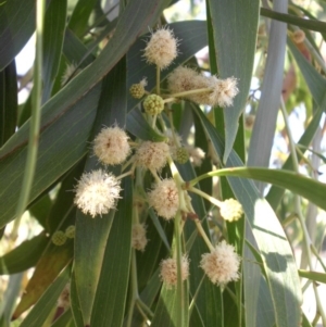 Acacia implexa at Campbell, ACT - 13 Jan 2016 08:42 AM