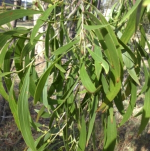 Acacia implexa at Campbell, ACT - 13 Jan 2016 08:42 AM