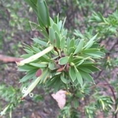 Styphelia triflora (Five-corners) at Majura, ACT - 15 Jan 2016 by AaronClausen