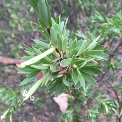 Styphelia triflora (Five-corners) at Majura, ACT - 15 Jan 2016 by AaronClausen