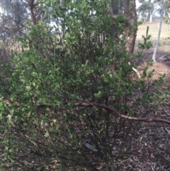 Styphelia triflora at Majura, ACT - 15 Jan 2016