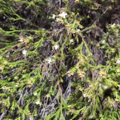 Asperula ambleia (Stiff Woodruff) at Pine Island to Point Hut - 21 Sep 2014 by michaelb