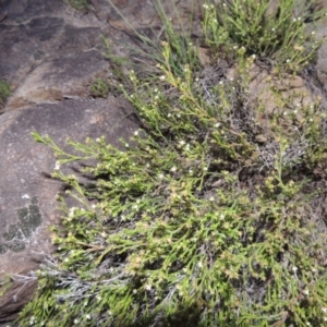 Asperula ambleia at Bonython, ACT - 21 Sep 2014 07:26 PM