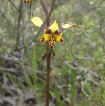 Diuris pardina (Leopard Doubletail) at Majura, ACT - 24 Sep 2014 by EmmaCook