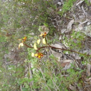 Diuris pardina at Majura, ACT - suppressed