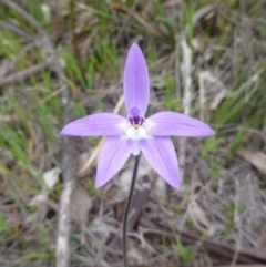 Glossodia major (Wax Lip Orchid) at Mount Majura - 24 Sep 2014 by EmmaCook