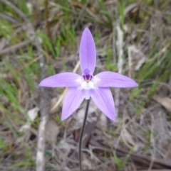 Glossodia major (Wax Lip Orchid) at Majura, ACT - 24 Sep 2014 by EmmaCook