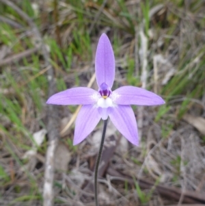 Glossodia major at Majura, ACT - 24 Sep 2014