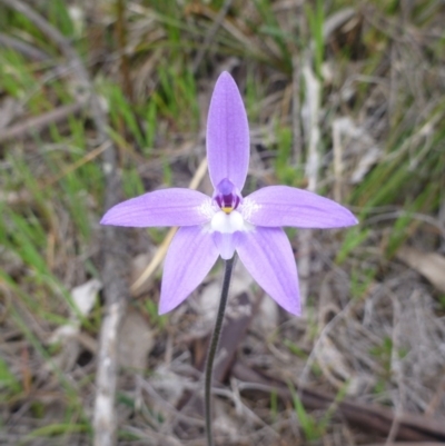 Glossodia major (Wax Lip Orchid) at Mount Majura - 24 Sep 2014 by EmmaCook